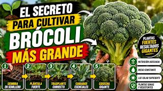 🌱 El Secreto para Cultivar Brócoli Más Grande #siembra #agricultura #cultivo