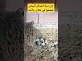 اول مرة اشوف بيض السمان في مكان واحد 