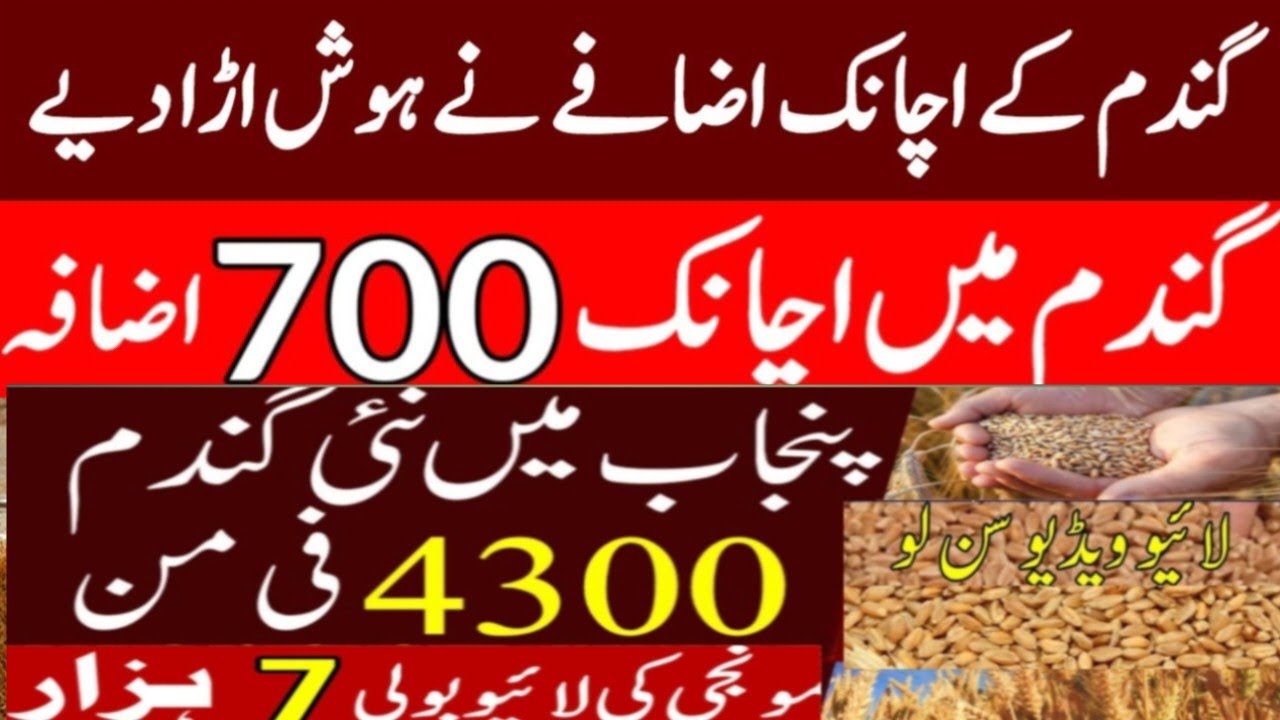 Wheat price today in punjab | Makki price in punjab today | munji till ...