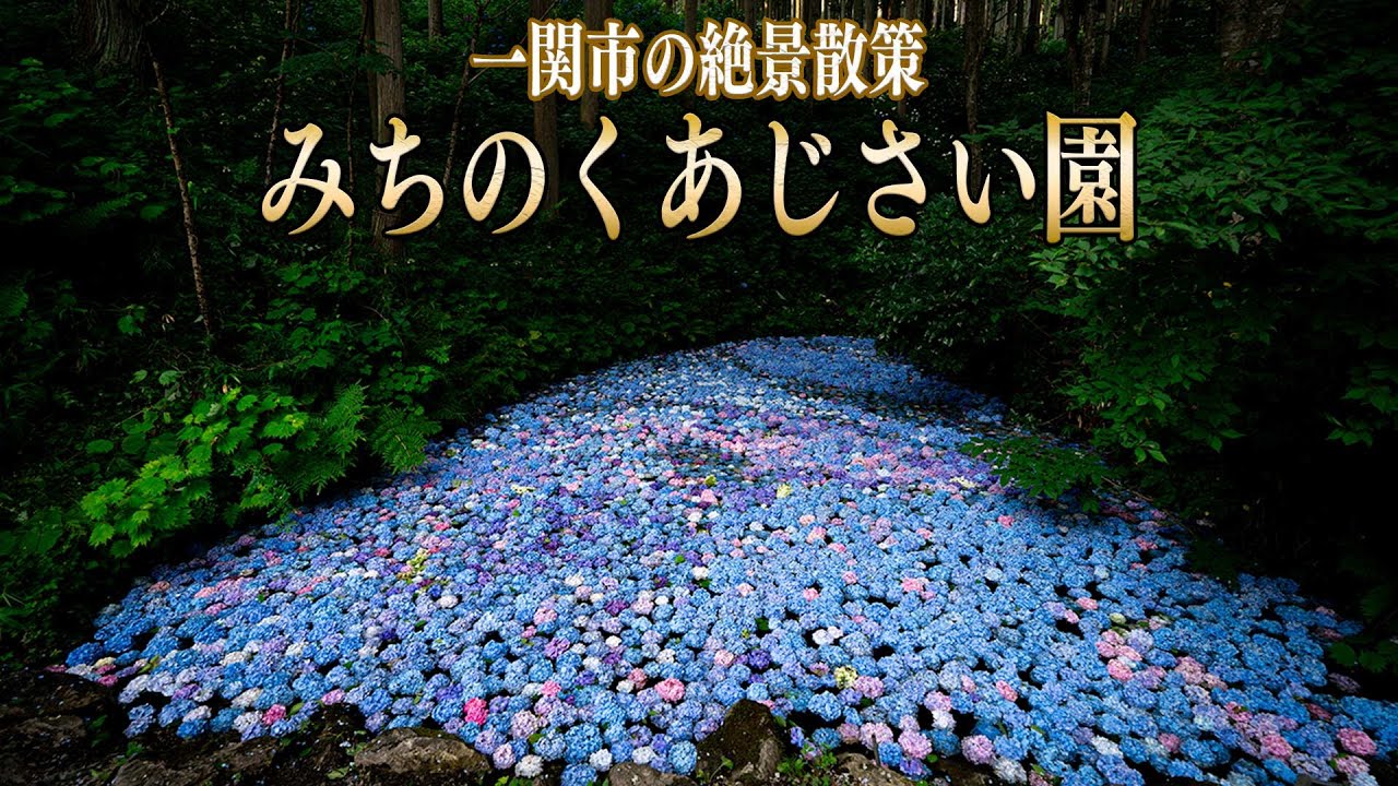 【４K】一関の初夏、みちのくあじさい園で絶景散策【岩手県】