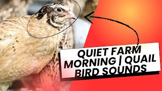 Quiet Farm Morning | Quail Bird Sounds#quailfarming #animals #farming  screenshot 2