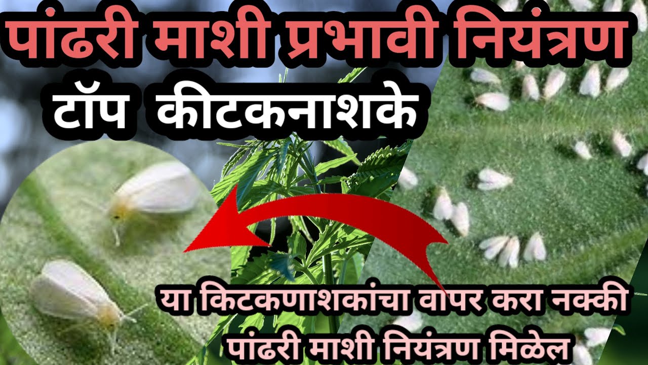 पांढरी माशी प्रभावी नियंत्रण| पांढरी माशी नियंत्रण टॉप कीटकनाशके| pandhari mashi niyantran