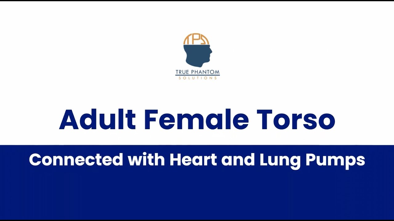 Adult Female Torso Connected to Heart and Lung Pumps