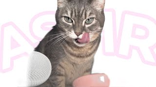 kitty lily ASMR | eating wet food