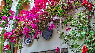 Patios de Córdoba 2