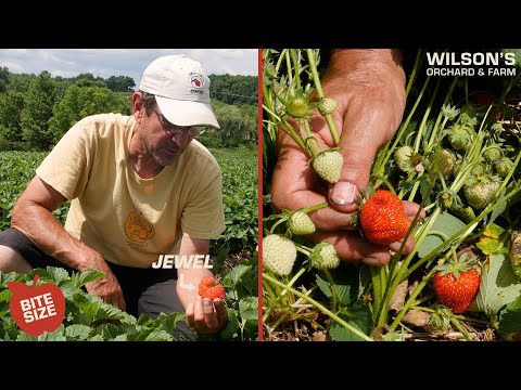 Video: Hvad er Jewel Strawberries: Tips til dyrkning af Jewel Strawberry Plants