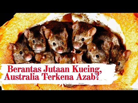Video: Memberi Reaksi Kepada Penyakit Bawaan Tikus Di New York