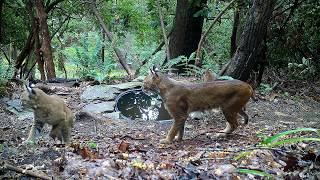 Water hole wildlife behind our home!