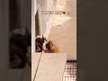 #punchkun #cute #パンチくん #japan #monkey #funny #animals #viral #viralmonkey #macaque