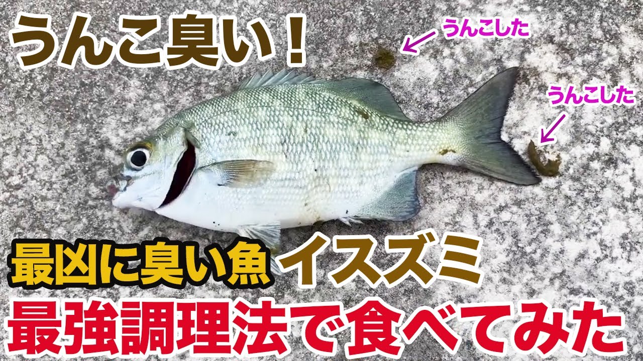 うんこ臭い！最凶に臭い魚「イスズミ」を凌駕する最強調理法とは！？