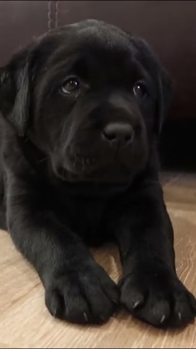 BOOP 🐾🐶 #shorts