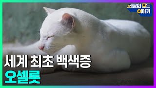 세계 최초로 발견된 백색증 오셀롯ㅣ세모이 [50회] / YTN2