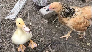 “introducing” DUCKS  with CHICKENS  (yep it’s possible)