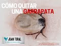 Como quitar una garrapata