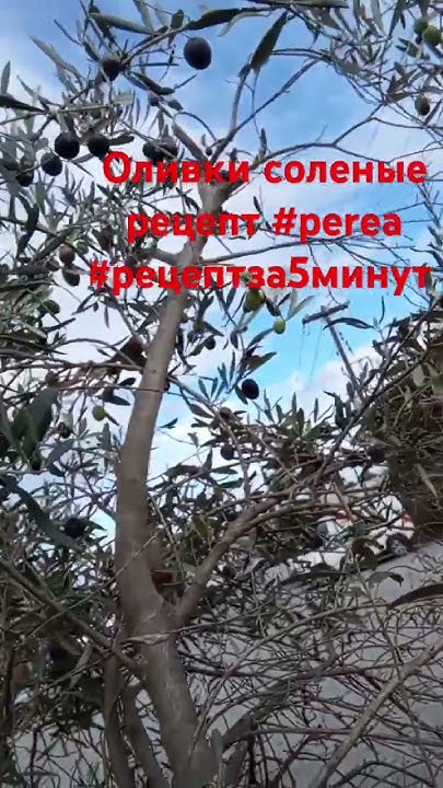 Оливки соленые рецепт #perea #рецептза5минут #perea - YouTube
