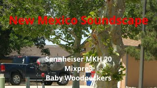 New Mexico Soundscape /Baby Woodpeckers / Wind/  Field Recording / Canon Vixia HF G70 / Mixpre 3