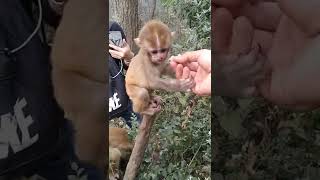 funny monkey videos,funny monkey,monkey videos,funny monkeys,monkey video