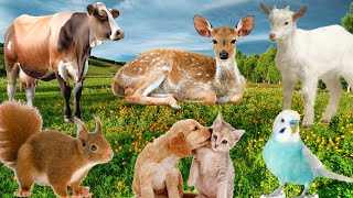 Familiar Animals Sounds Cat,Dog, Squirrel,Cow,Deer, Parrot,Goat and Other animals Sounds