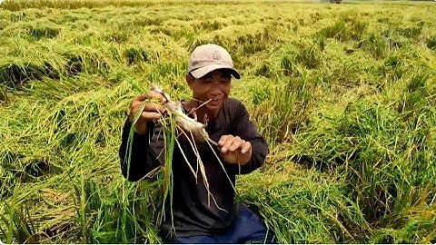 Theo máy cắt lúa ra đồng bắt chuột 🐭