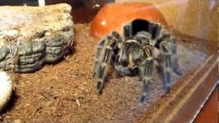 Golden knee tarantula trying to catch a cricket(My female Grammostola pulchripes is hungry, in this video she's trying to catch a couple of crickets. After the successful hunting she puts some web around ..., 2012-01-07T10:36:38.000Z)