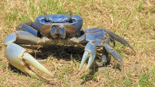 Cangrejo azul en las playas de Necoclí 🦀