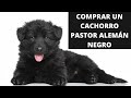 COMPRAR UN CACHORRO PASTOR ALEMÁN NEGRO