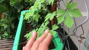 Hướng dẫn trồng cúc tần ấn độ và cây vảy ốc trong đô thị