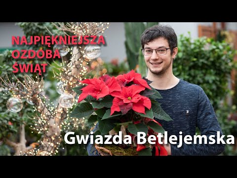 Gwiazda betlejemska- najpiękniejsza ozdoba Świąt Bożego Narodzenia 🎅🎄