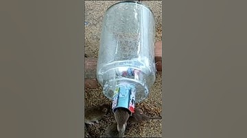 Smart Creative Idea / Bottle Glass Mouse Trap | DIY Homemade