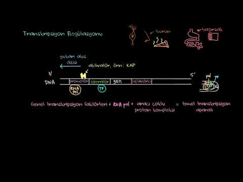 Video: Transkripsiyon için neler gereklidir?