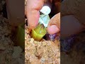 Full video on homepage#gems  #agate#crystal#gold#Gems#diamonds#gold mines#emeralds #pearl