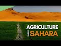 Agriculture dans le Sahara - L&#39;Algérie vue du ciel (extrait)