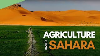 Agriculture dans le Sahara - L&#39;Algérie vue du ciel (extrait)