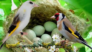 the nest of the goldfinch in nature  SPECTACULAR  by Lorenzo Bianchini