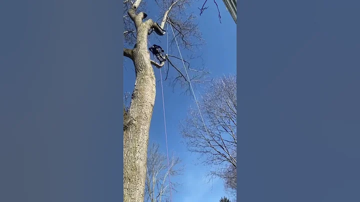 A little natural crotch rigging #like #comment #subscribe #tree #work #fun #arborist #rigging #echo