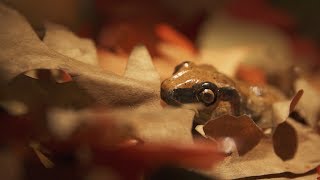 Invisible Nature: Return of the Wood Frog | bioGraphic