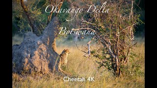 Okavango Delta 4K Spending the afternoon with a Cheetah