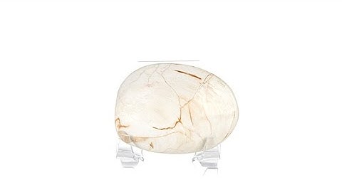 Jay King Petrified Clam Shell with Acrylic Stand  Small