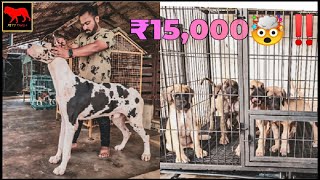 😱Champion great dane dog🔥🔥|beagle puppies|Sri Lakshmi petshop ‼️|petstamila|Siberian husky puppy by Pets Tamila 56,221 views 1 year ago 7 minutes, 18 seconds