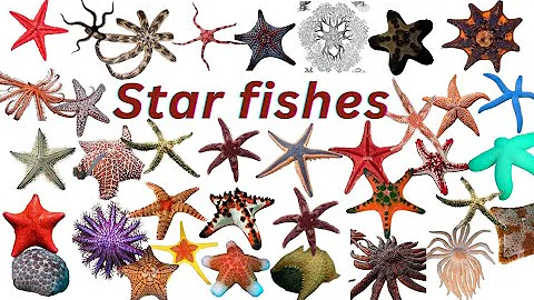 Starfish  | 60 Starfish Names  | The Sea Star|ilamthalir