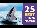25 best shark names awesome naming ideas