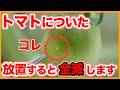 【トマト栽培】全滅を防ぐ！今やるべき病気・害虫対策【シェア畑】【農園ライフ】