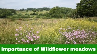 Wildflower Meadows: The Flower Effect - Chester Zoo