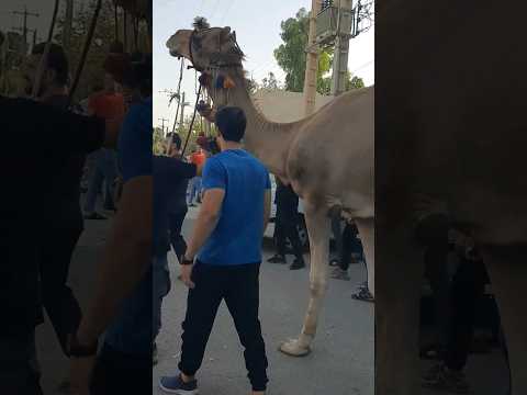 مراسم عید قربان