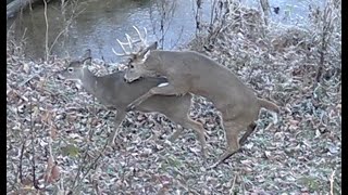 An observation of deer breeding on my property:  Myth of the Lockdown by Extreme Deer Habitat 392,222 views 4 months ago 17 minutes