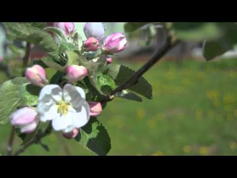 Aria Cantilena, Jouko Harjanne Trumpet