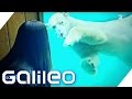 Einfach tierisch! Zu Besuch im Zoohotel | Galileo | ProSieben