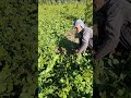 چیدن ماش #زراعت #farming Mung beans #gardening
