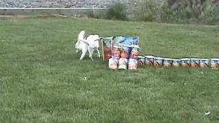 Ellen Degeneres Halo Shoot Bloopers  Dog Pee