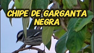 CHIPE DE GARGANTA NEGRA (Setophaga Nigrescens)